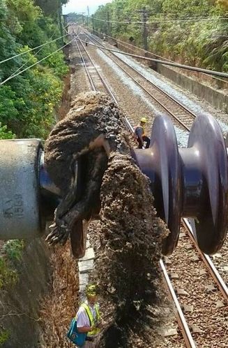 松鼠搅局台铁电车线断延误逾万名旅客