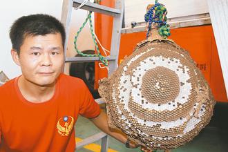 台湾消防员技术好黑尾蜂巢被一网打尽(图)