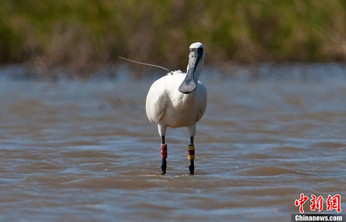“黑面琵鹭”随季风南下347只翩然抵台南(图)