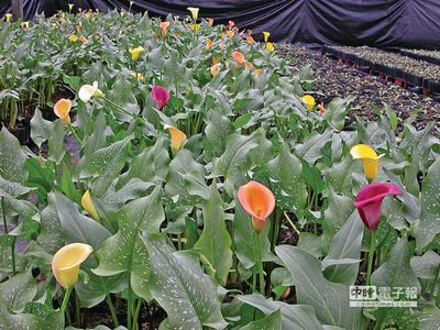 彩色海芋经济价值高成台湾宜兰大同乡新亮点(图)