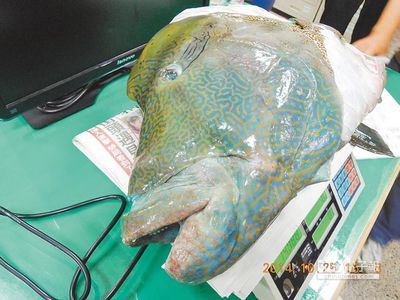 台北有摊贩卖保育类动物苏眉鱼警方侦办