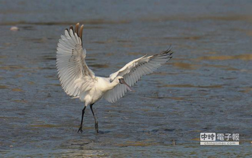 ̨��������ֻ�������س�������һ�÷�ɣ�ͼ��