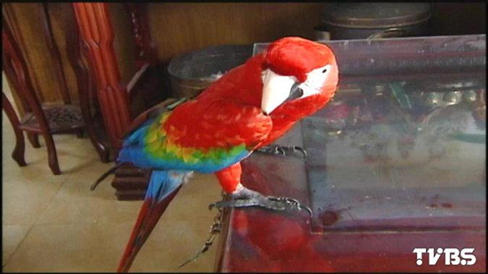 邻居鹦鹉吵闹无法入眠妇人掀衣抗议提告败诉