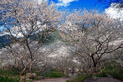梅花盛开美景.(图:台湾媒体)