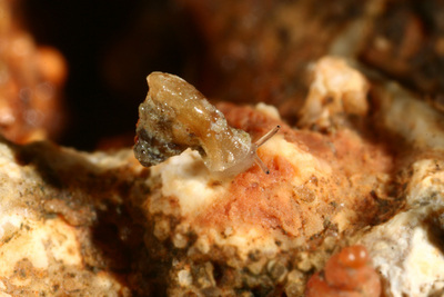 台湾发现蜗牛新物种取名“垦丁高口蜗”(图)