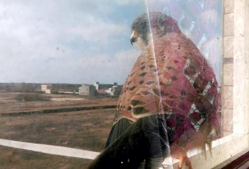 村民回家开窗惊见猛禽“红隼”停栖(图)