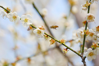 冷锋过境,台湾清华大学梅园的梅花盛开,1月18日整体达到开花的高峰期.