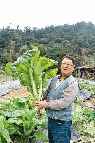 台湾农民坚持有机理念种出的芥菜有半人高(图)