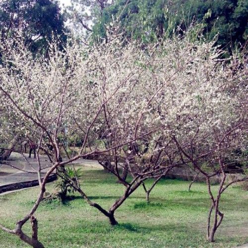 台湾角板山梅花开放 赏梅野餐惬意游桃园(图)