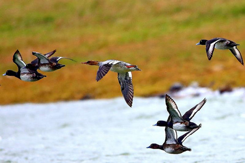大陆特有鸟类“中华秋沙鸭”首度现踪澎湖(图)
