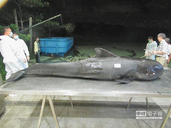 �׾���ǳ����10������������θ��ͼ��