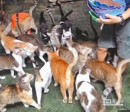 ̨���˴�ְ����èū���Ѽ��ø�80ֻ����è��ͼ��