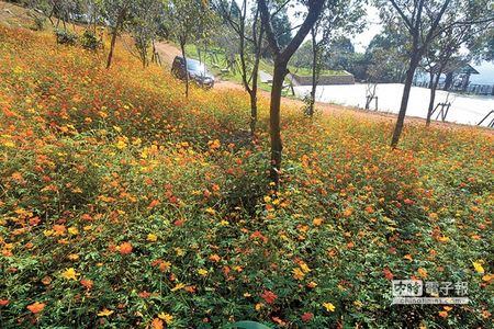 �ĵر仨����Ͷ����ɽ���������������ͼ��