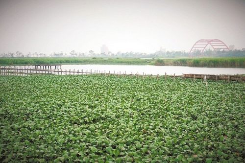 不法分子组团捕鱼偷鸟蛋宜兰 52甲湿地变捕捞天堂?