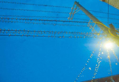 台湾正值家燕过境高峰路人小心“屎弹”攻击