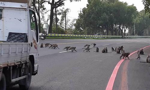 猕猴泛滥成灾台湾云林县一小学成“猴子乐园”
