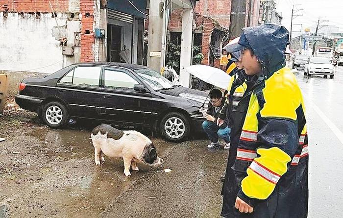 桃园街头上演“麝香猪逛大街”警方以面包“诱捕”
