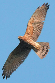 图文:灰面鵟鹰垦丁再现踪影