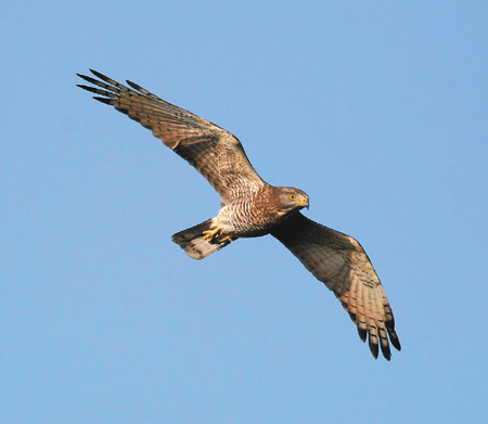 灰面鵟鹰追着上升气流"起鹰".