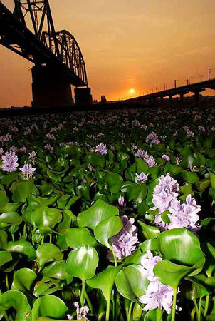 欢迎收看布袋莲氧_布袋莲鱼池_布袋莲修复