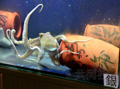 日本现章鱼“保罗”预言该国奥运银牌最多(图)