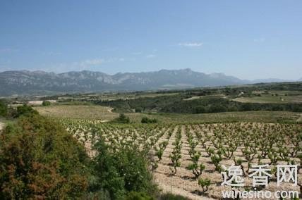 财经中心 葡萄酒频道  castilla-la-mancha(卡斯蒂利亚-拉曼恰)的