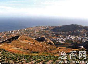 澳大利亚首次种植希腊品种阿斯蒂科葡萄