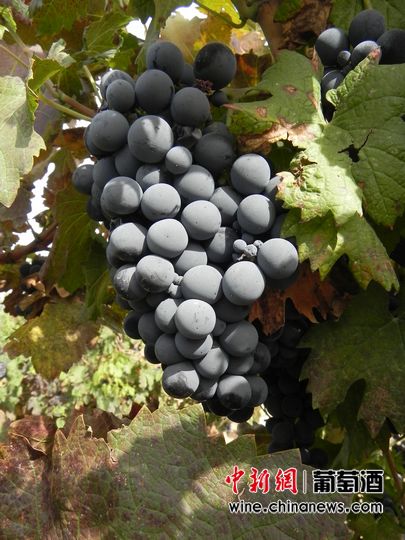 OIVƷ�ֻ�ࣺȫ������6154������