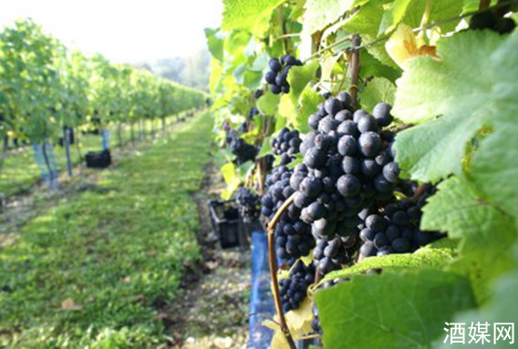 Ӣ��2013��������ճɿ��ã�ͼ��