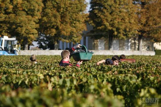 波尔多酒庄纷纷提前采摘梅洛以避雨(图)
