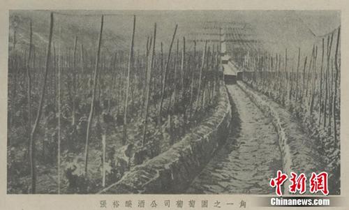 1945年《文艺月报》小说中的张裕公司葡萄园