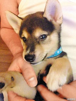 �������Ů��ͬɹ��Ȯ����ͬ�����Ѵ�ף����ͼ��