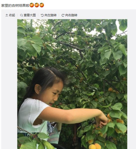 张艺谋妻子晒女儿摘杏照网友羡慕田园之乐(图)